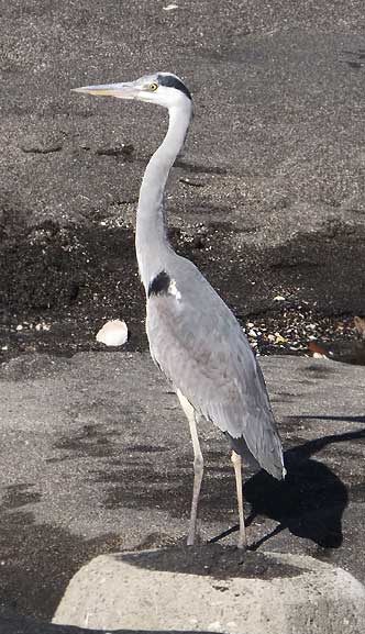 6b