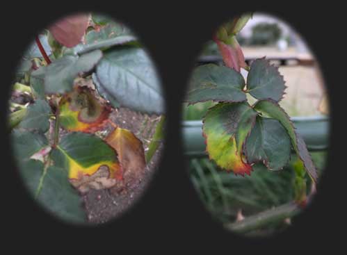 10c