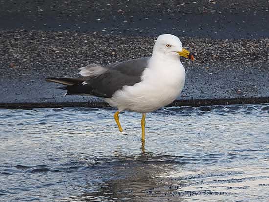 a