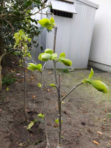 11a