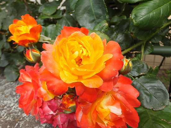 20b