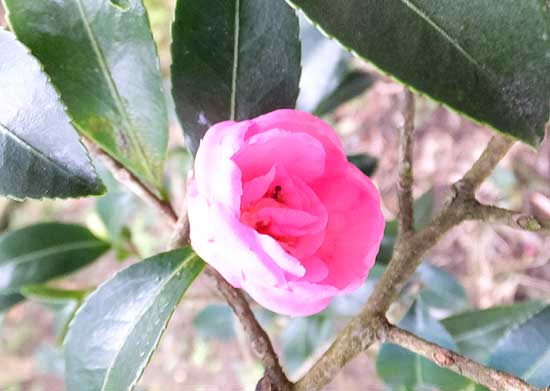 9a