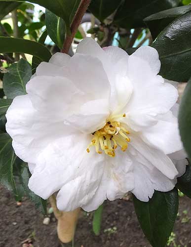 18b