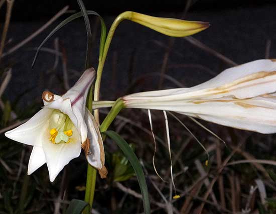 15b